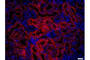 Paraformaldehyde-fixed, paraffin embedded mouse kidney, Antigen retrieval by boiling in sodium citrate buffer (pH6) for 15min, Block endogenous peroxidase by 3% hydrogen peroxide for 20 minutes, Blocking buffer (normal goat serum) at 37°C for 30min, Antibody incubation with KRAS Polyclonal Antibody, Unconjugated  at 1:400 overnight at 4°C, followed by a conjugated secondary (Goat Anti-rabbit IgG/Bio) for 20minutes at 37°C, followed by a conjugated streptavidin at 1:500 for 40 minutes and DAPI staining of the nuclei. (K-RAS Antikörper  (AA 25-130))