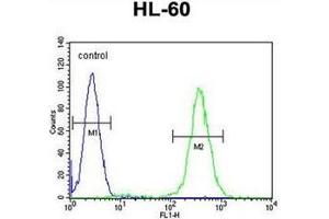 Flow cytometric analysis of HL-60 cells using RINL Antibody (N-term) Cat. (RINL Antikörper  (N-Term))