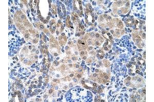SLC6A18 antibody was used for immunohistochemistry at a concentration of 4-8 ug/ml to stain Epithelial cells of renal tubule (arrows) in Human Kidney. (SLC6A18 Antikörper  (Middle Region))