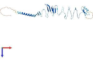SGCZ Protein (AA 1-299) (His tag)
