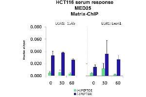 Quiescent human colon carcinoma HCT116 cultures were treated with 10% FBS for three time points (0, 15, 30min) or (0, 30, 60min) were used in Matrix-ChIP and real-time PCR assays at EGR1 gene (Exon1) and 15kb upstream site. (MED25 Antikörper  (N-Term))
