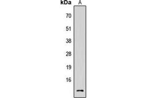 Western blot analysis of Cystatin C expression in HEK293T (A) whole cell lysates.