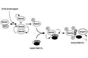 Image no. 1 for anti-NIMA (Never in Mitosis Gene A)-Related Kinase 2 (NEK2) (AA 287-299) antibody (ABIN129582) (NEK2 Antikörper  (AA 287-299))