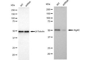 anti-Autophagy related 4C Cysteine Peptidase (ATG4C) antibody
