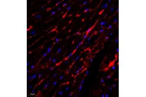 Immunofluorescence analysis of paraffin embedded mouse heart using PLXNC1 (ABIN7075109) at dilution of 1: 650 (Plexin C1 Antikörper)