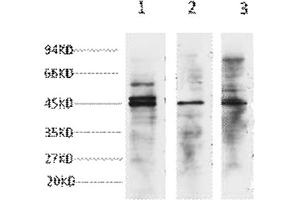 Western blot analysis of 1) Hela, 2) Jurkat, 3) 293T cell lysates, diluted at 1:3000.