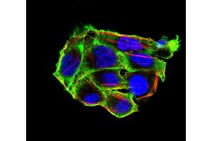 Immunofluorescence analysis of Hela cells using VIL1 mouse mAb (green). (Villin 1 Antikörper  (AA 1-209))