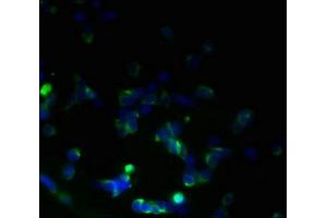 Immunofluorescent analysis of 293T cells using ABIN7173249 at dilution of 1:100 and Alexa Fluor 488-congugated AffiniPure Goat Anti-Rabbit IgG(H+L) (TMEM59L Antikörper  (AA 27-267))