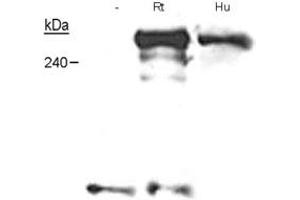 Western blot analysis of NF1 in Schwann cells from embryonic knockout mice, adult human nerves and neonatal rat nerves with NF1 monoclonal antibody, clone McNFn27a . (Neurofibromin 1 Antikörper  (AA 27-41))