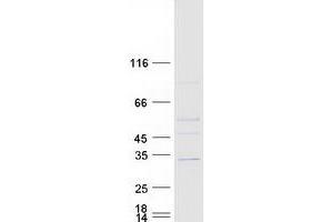 Validation with Western Blot (ASB7 Protein (Transcript Variant 1) (Myc-DYKDDDDK Tag))