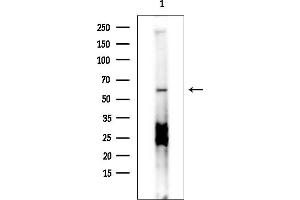 anti-Sorting Nexin 4 (SNX4) (Internal Region) antibody
