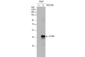 Western Blotting (WB) image for anti-Nephroblastoma Overexpressed (NOV) (Center) antibody (ABIN2855618)