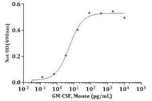 GM-CSF, Mouse inducing cell proliferation in mouse FDC-P1 cells The ED50 for this effect is less than 50pg/mL. (GM-CSF Protein (AA 18-141))