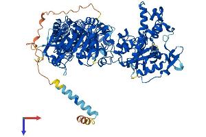 NDST1 Protein (AA 1-882) (His tag)