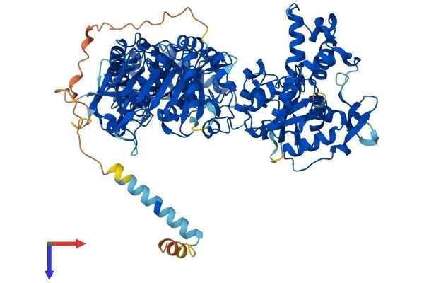 NDST1 Protein (AA 1-882) (His tag)