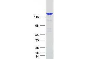 Validation with Western Blot (Phospholipase C beta 1 Protein (Transcript Variant 1) (Myc-DYKDDDDK Tag))