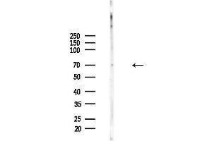anti-Nei Endonuclease VIII-Like 3 (NEIL3) (C-Term) antibody