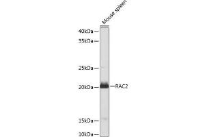 Western blot analysis of extracts of Mouse spleen using RAC2 Polyclonal Antibody at dilution of 1:1000. (RAC2 Antikörper)