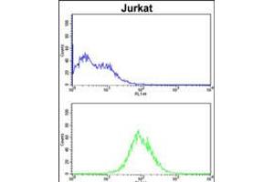 Flow cytometric analysis of Jurkat cells (bottom histogram) compared to a negative control cell (top histogram). (CDCA3 Antikörper  (N-Term))