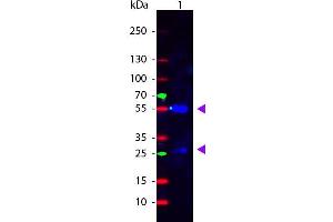 Western Blot of Rabbit anti-Sheep IgG Fluorescein Conjugated Antibody. (Kaninchen anti-Schaf IgG (Heavy & Light Chain) Antikörper (FITC) - Preadsorbed)