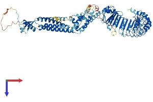LRRC8A Protein (AA 1-810) (His tag)