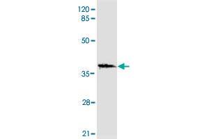 Western blot analysis of HNF1A monoclonal antibody  at 1 : 2000 dilution interacts with recombinant HNF1A protein with a DsbA tag. (HNF1A Antikörper  (N-Term))