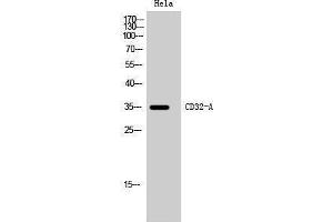Western Blotting (WB) image for anti-Fc Fragment of IgG, Low Affinity IIa, Receptor (CD32) (FCGR2A) (C-Term) antibody (ABIN3183764) (FCGR2A Antikörper  (C-Term))