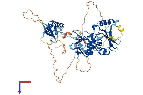 TSEN2 Protein (AA 1-465) (His tag)