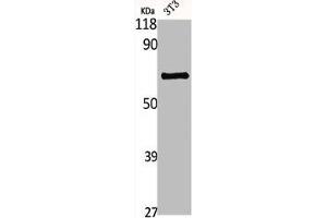 Western Blot analysis of NIH-3T3 cells using GBP3 Polyclonal Antibody (GBP3 Antikörper  (C-Term))