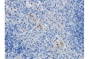 Immunohistochemical staining of rabbit spleen using anti-CD4 antibody YNB46. (Rekombinanter CD4 Antikörper)