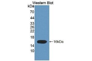 Detection of Recombinant ELOC, Human using Polyclonal Antibody to Elongin C (ELOC) (TCEB1 Antikörper  (AA 1-112))