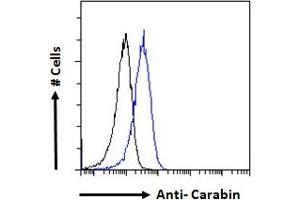 ABIN190840 Flow cytometric analysis of paraformaldehyde fixed Jurkat cells (blue line), permeabilized with 0. (Carabin Antikörper  (Internal Region))