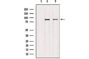 Western Blotting (WB) image for anti-Upstream Binding Transcription Factor, RNA Polymerase I (UBTF) (Internal Region) antibody (ABIN6257393)