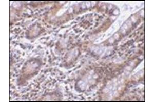 Immunohistochemistry of Livin in human small intestine tissue with this product at 5 μg/ml. (BIRC7 Antikörper  (AA 264-280))