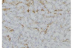 ABIN6279737 at 1/100 staining Mouse kidney tissue by IHC-P. (RAB33B Antikörper  (Internal Region))