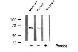 Western blot analysis of AMPK1 expression in various lysates (PRKAA1 Antikörper  (C-Term))