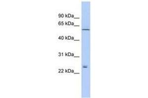 Image no. 1 for anti-Claudin 15 (CLDN15) (AA 71-120) antibody (ABIN6742400) (Claudin 15 Antikörper  (AA 71-120))