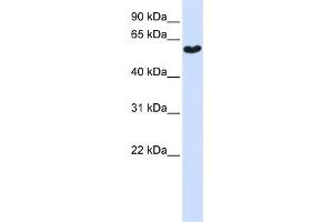 Western Blotting (WB) image for anti-Synaptotagmin III (SYT3) antibody (ABIN2459355) (Synaptotagmin 3 Antikörper)