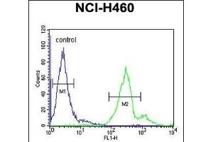 LTM5 Antibody (N-term) 10077a flow cytometric analysis of NCI- cells (right histogram) compared to a negative control cell (left histogram). (LAPTM5 Antikörper  (N-Term))