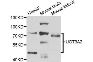 Western blot analysis of extracts of various cell lines, using UGT3A2 antibody. (UGT3A2 Antikörper  (AA 23-300))