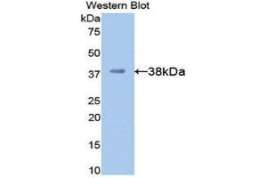 Western Blotting (WB) image for anti-Apolipoprotein H (Beta-2-Glycoprotein I) (APOH) (AA 21-345) antibody (ABIN1077829) (APOH Antikörper  (AA 21-345))