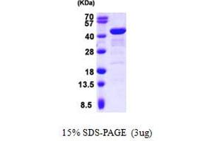SDS-PAGE (SDS) image for GRB2-Related Adaptor Protein 2 (GRAP2) (AA 1-330) protein (His tag) (ABIN667866)