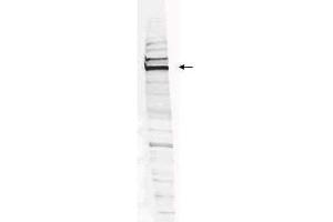 Western blot analysis is shown using  Affinity Purified anti-Human WHIP antibody to detect Human WHIP present in a HEK293 whole cell lysate. (WRNIP1 Antikörper  (Internal Region, Isoform 1, Isoform 2))