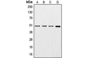 Western blot analysis of Gamma-tubulin expression in A549 (A), HeLa (B), HEK293T (C), NIH3T3 (D) whole cell lysates.