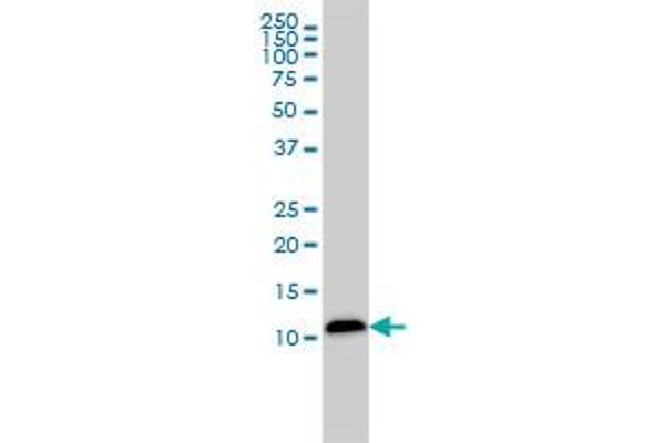 LGALS1/Galectin 1 Antikörper  (AA 1-135)