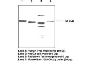Image no. 1 for anti-Patatin-Like phospholipase Domain Containing 2 (PNPLA2) antibody (ABIN2451669) (PNPLA2 Antikörper)