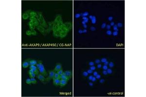 IF/ICC testing of fixed and permeabilized human A431 cells with AKAP9 antibody (green) at 10ug/ml and DAPI nuclear stain (blue). (AKAP9 Antikörper)