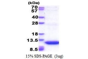 SDS-PAGE (SDS) image for Guanine Nucleotide Binding Protein (G Protein), gamma 11 (GNG11) (AA 1-70) protein (His tag) (ABIN5853511)