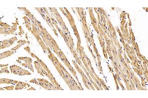 Detection of AST in Mouse Cardiac Muscle Tissue using Monoclonal Antibody to Aspartate Aminotransferase (AST) (GOT1 Antikörper  (AA 1-413))