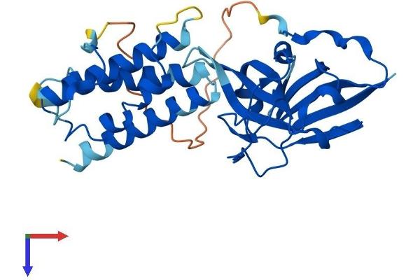 AIDA Protein (AA 1-306) (His tag)